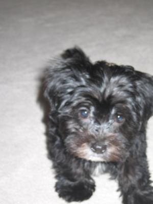 Berkley is a 3 month old Morkie puppy. He is black and brown with white 