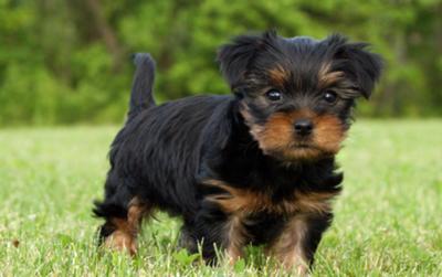 Morkie Puppies on Black And Tan Morkie Puppy   Sadie