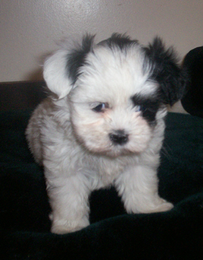 Shih+tzu+puppies+white