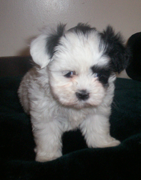 Shih+tzu+puppy+black