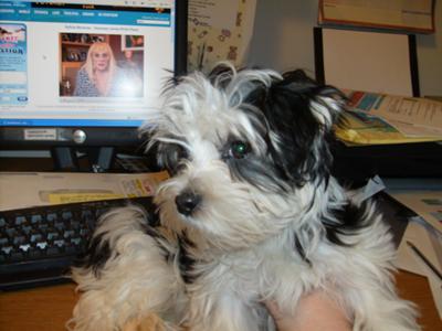 Belle helping at mommy's computer