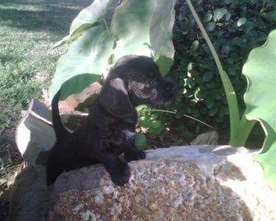 First day home... I love his tiny stubby legs