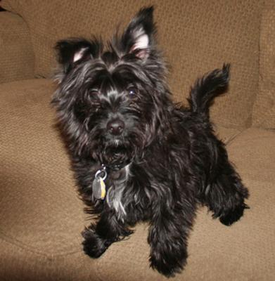 black morkie dog