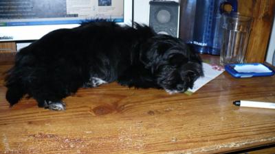 my morkie on the desk