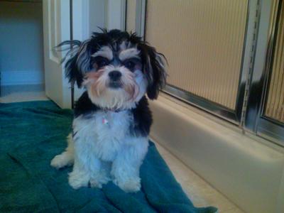 Shih+tzu+puppy+black+and+white