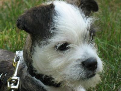 Boston Terrier Mix - Petey