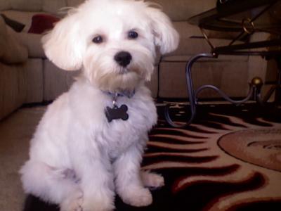 Brave Maltese BooBoo Bear