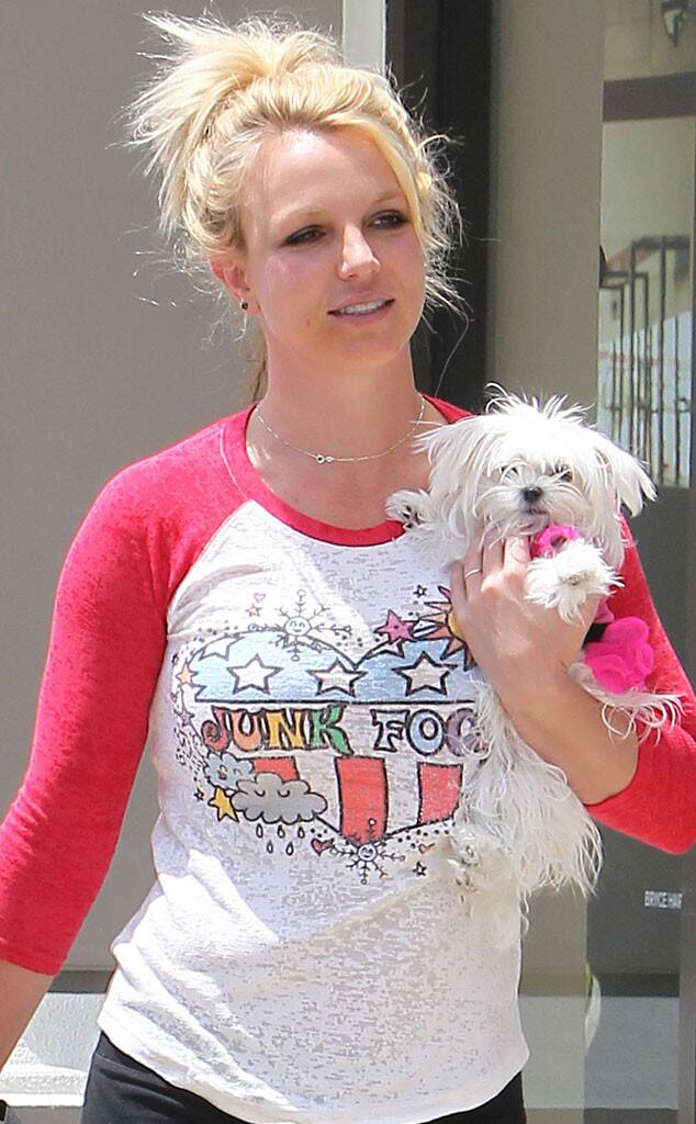 Britney Spears Maltese dog
