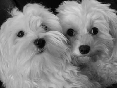 Maltese dog siblings