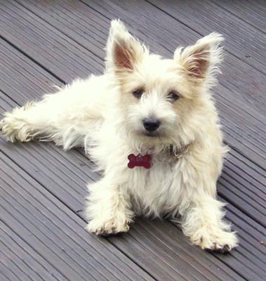 Cairmal Puppy - Florrie