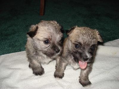 Katie & Gracie at 4 weeks