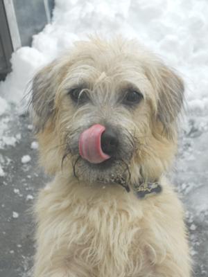 Max loves the snow!