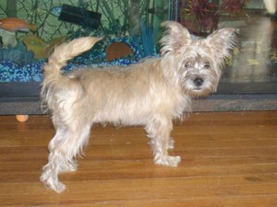 Sassy is an interesting little Cairn Terrier mix.