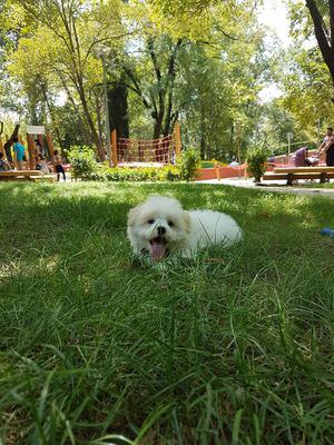 Calvin in a park