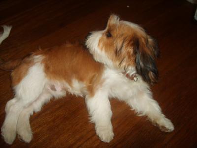 cavalier x maltese