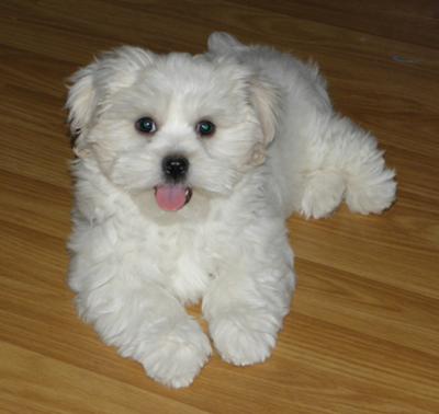 Maltese Puppies on Cheap Maltese Puppies From Ebay Classifieds