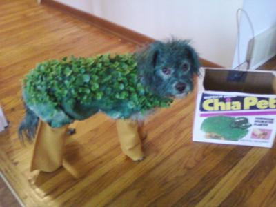 Jasper the Chia Pet