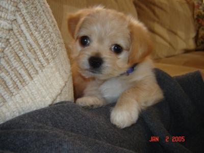 long haired chihuahua photos. He is the son of a long haired