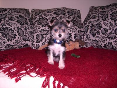 Mr. Bill as a puppy