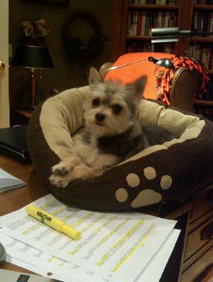 My study buddy on the desk with me.