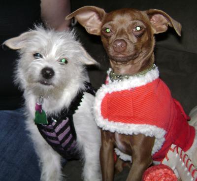Coco the Malchi and Louie the Chihuahua on Christmas Eve