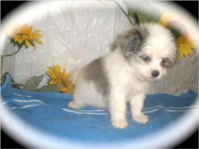 cute long haired chihuahua puppies. a long hair Chihuahua.