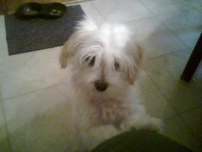 Crested Chinese Maltese mix looking for a girlfriend