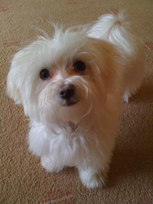 cute-boy-dog-names-bailey-bear-21341614.jpg