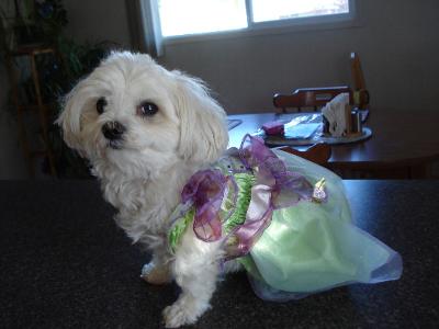 LuLu Belle as Tinkerbell