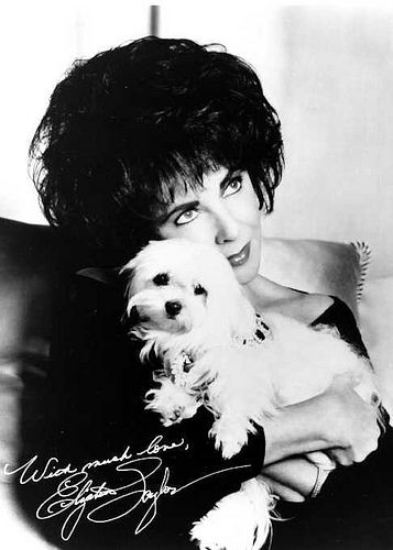 Elizabeth Taylor's Maltese dog