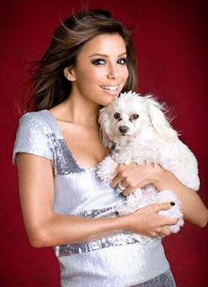 Eva Longoria's Maltese dog