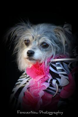 Zoey our Malchi princess
