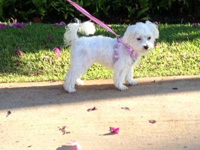 Sofi's first walk outside after all her shots at 16 weeks.