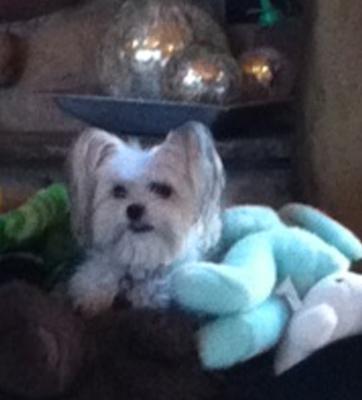 Paris in bed with her toys