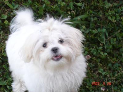 Shih  Puppies on Fluffy   Maltese Cross Shih Tzu