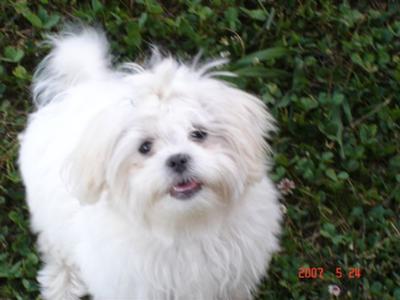 maltese shih tzu cross poodle what are some small cheap dogs yahoo answers maltese shih tzu cross poodle what are some small cheap dogs yahoo answers