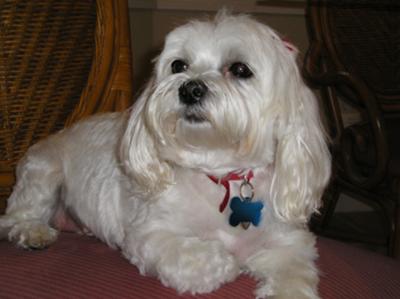 Maddie the Maltese rescue