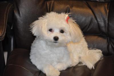 Dogs Hair Cuts Style on Grown Up Maltipoo Dog   Zoe