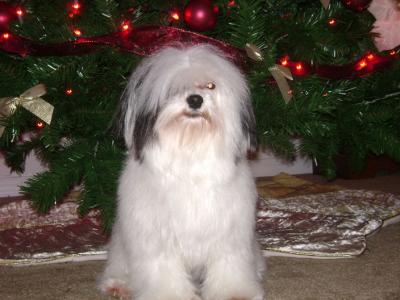 Gypsy under the Christmas tree