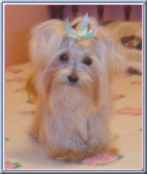 Angel the Yorkie Maltese