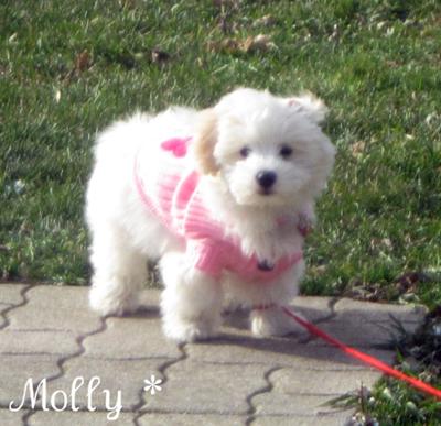 Molly playing outside in her favourite pink sweater :)
