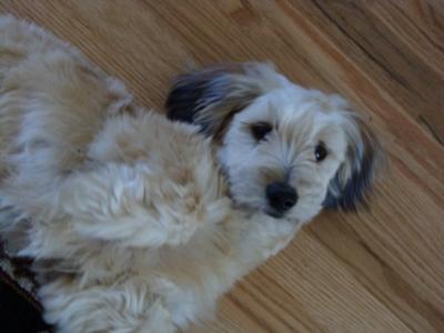 Chloe waiting for a belly rub.