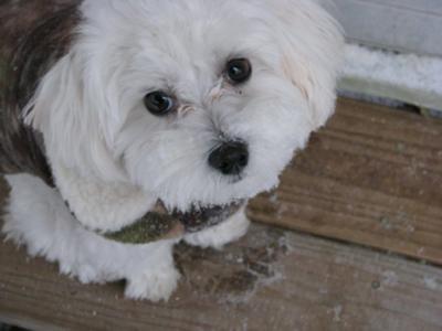Snow Puppy, Istu Cabron