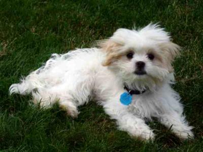 Japanese Chin Maltese Mix