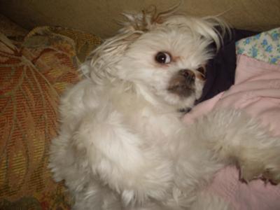 japanese chin and maltese mix