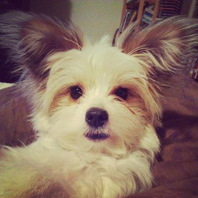 maltese x papillon