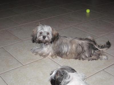 Shih+tzu+mixes