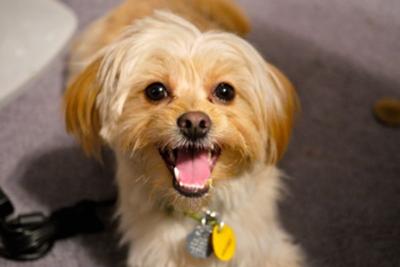 maltese golden retriever mix puppy