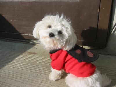 LuLu Belle, the cutest little lady bug.