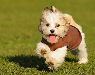 apso lhasa dog. Lhasa Apso Mix - Pippa